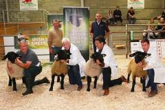 Sheep-showSale-Roscrea-3-7-24-11-Copy