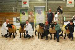 Sheep-showSale-Roscrea-3-7-24-20