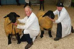 Sheep-showSale-Roscrea-3-7-24-55-Copy-Copy