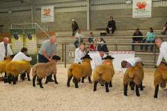 Sheep-showSale-Roscrea-3-7-24-61-Copy