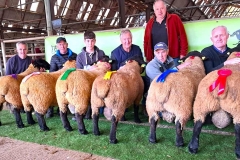 suffolk-ram-line-line-up-WFC-Enniscorthy-Mart-b