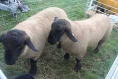Irish-Suffolks-at-Sheep-23-03