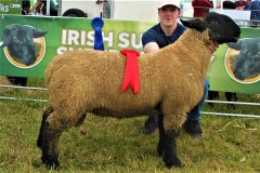 Irish-Suffolks-at-Sheep-23-05