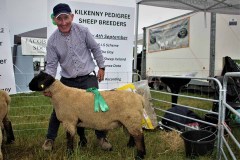 Irish-Suffolks-at-Sheep-23-06