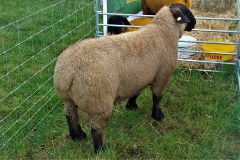 Irish-Suffolks-at-Sheep-23-07