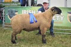 Irish-Suffolks-at-Sheep-23-08