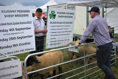 Irish-Suffolks-at-Sheep-23-09