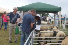 Irish-Suffolks-at-Sheep-23-15