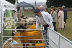Irish-Suffolks-at-Sheep-23-16
