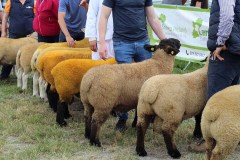 Irish-Suffolks-at-Sheep-23-17