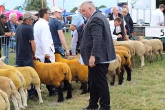Irish-Suffolks-at-Sheep-23-18