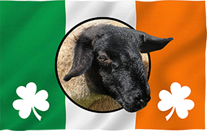 Irish Suffolk Sheep Company Logo