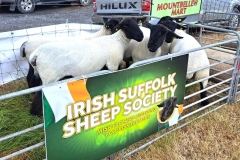 2025-suffolk-sheep-07