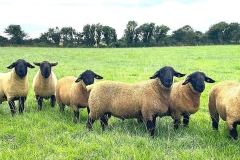2025-suffolk-sheep-08