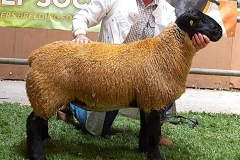 2025-suffolk-sheep-09