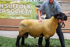 2025-suffolk-sheep-10