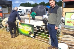 2025-suffolk-sheep-11