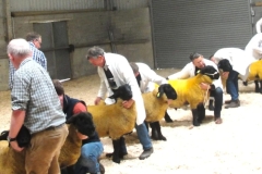 2025-suffolk-sheep-13-scaled