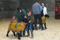 2025-suffolk-sheep-14