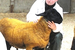 2025-suffolk-sheep-15