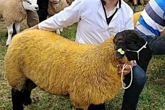 2025-suffolk-sheep-16
