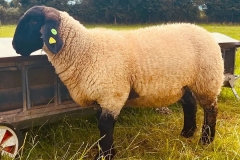 2025-suffolk-sheep-17