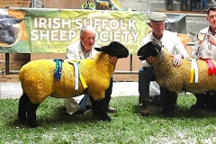 2025-suffolk-sheep-18