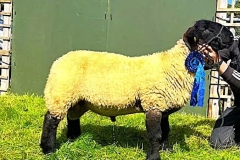 2025-suffolk-sheep-19