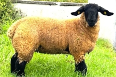 2025-suffolk-sheep-20