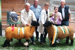 2025-suffolk-sheep-21