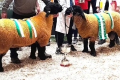 2025-suffolk-sheep-22