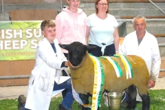 2025-suffolk-sheep-23