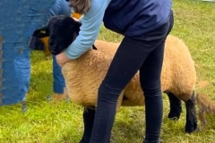 2025-suffolk-sheep-25