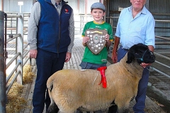 2025-suffolk-sheep-26