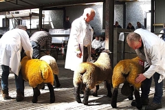 2025-suffolk-sheep-27