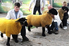 2025-suffolk-sheep-28