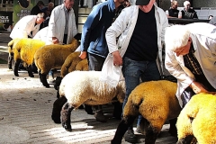 2025-suffolk-sheep-30