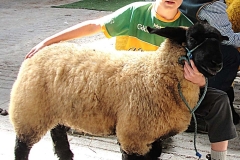 2025-suffolk-sheep-31