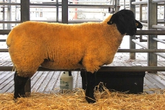 2025-suffolk-sheep-32