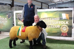 2025-suffolk-sheep-33