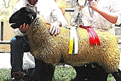 2025-suffolk-sheep-38