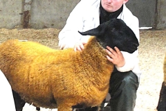 2025-suffolk-sheep-40