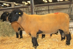 2025-suffolk-sheep-45