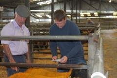 2025-suffolk-sheep-46