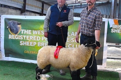 2025-suffolk-sheep-48