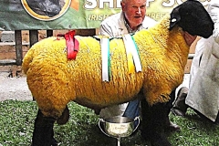 2025-suffolk-sheep-53