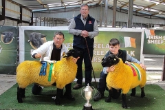 2025-suffolk-sheep-54