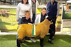 2025-suffolk-sheep-55