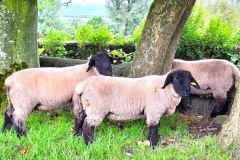 2025-suffolk-sheep-56