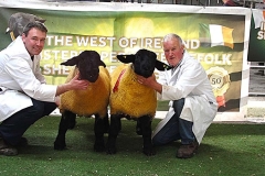 2025-suffolk-sheep-59